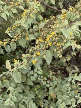 Image of Waltheria ovata Cav.