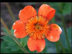 Image of Geum coccineum Sibth. & Sm.