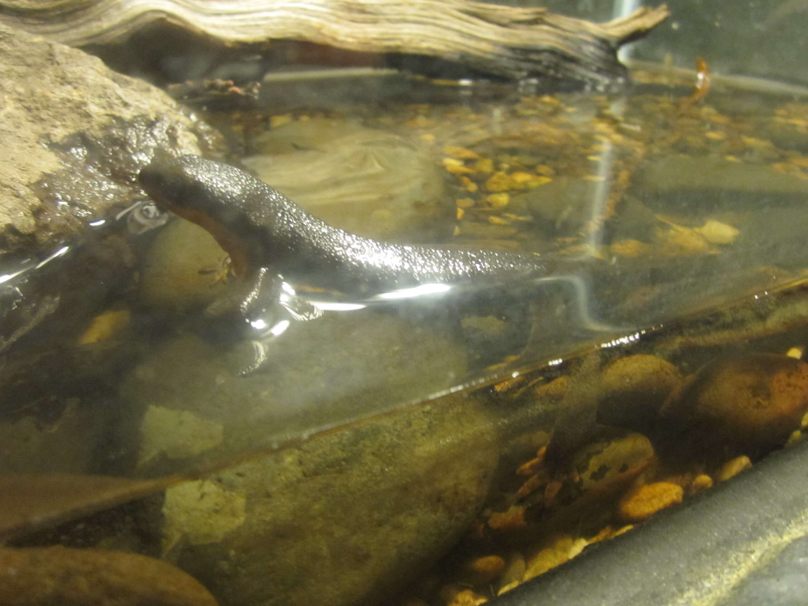 Image of Rough-skinned Newt