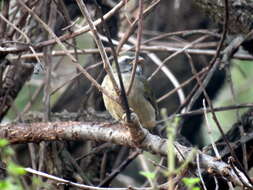 Imagem de Saltator similis d'Orbigny & Lafresnaye 1837