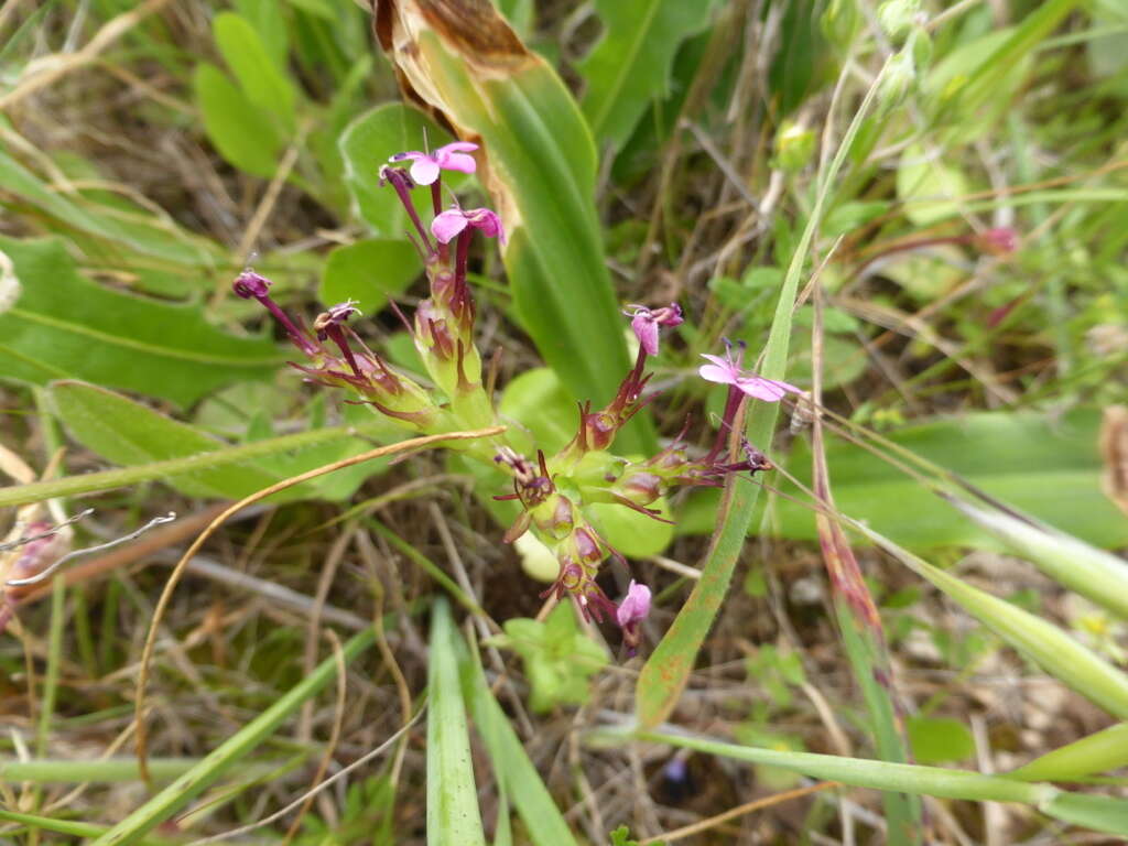 Image of Fedia graciliflora Fischer & Meyer