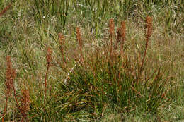 Image of Bulbinella angustifolia (Cockayne & Laing) L. B. Moore