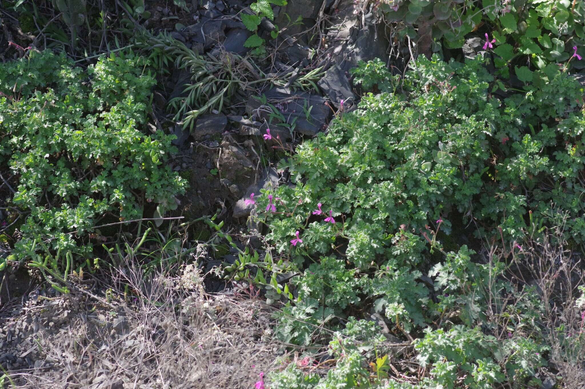 Imagem de Pelargonium ionidiflorum (Eckl. & Zeyh.) Steud.