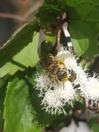 Image of Halictus frontalis Smith 1853