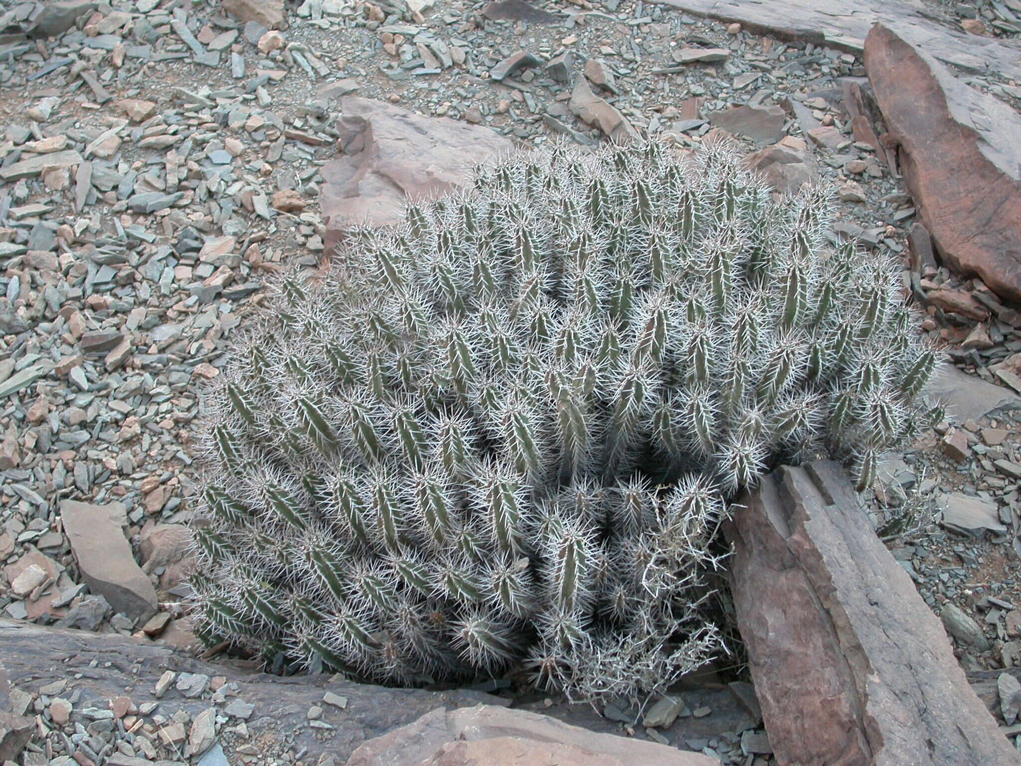 Euphorbia officinarum L. resmi