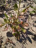 Image of Rumex lativalvis Meisn.