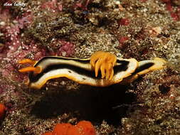 Image of Chromodoris joshi Gosliner & Behrens 1998