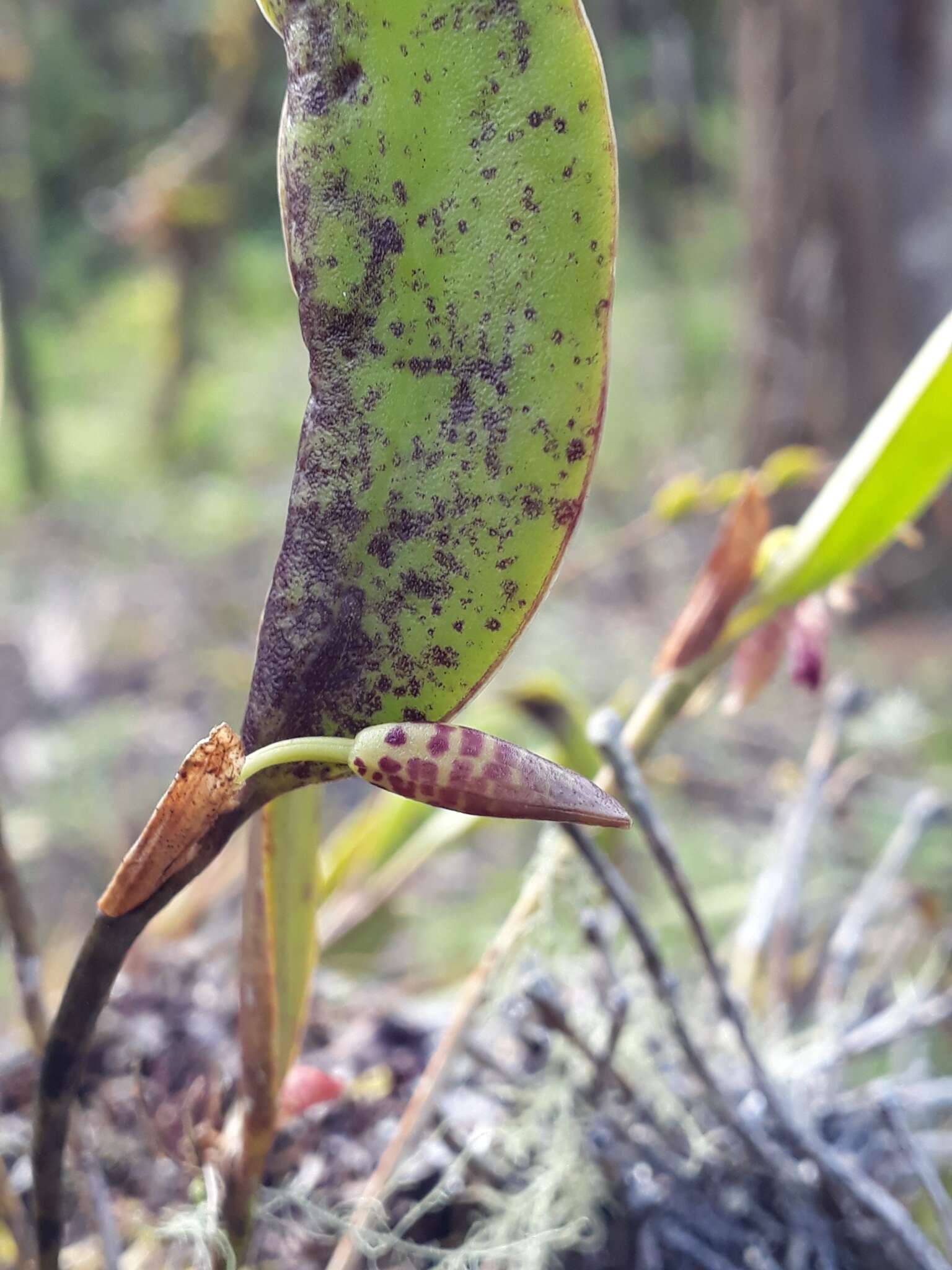 Image of Pleurothallis talpinaria Rchb. fil.