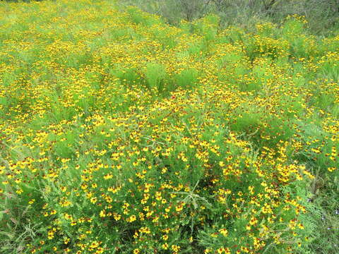 Image of sneezeweed