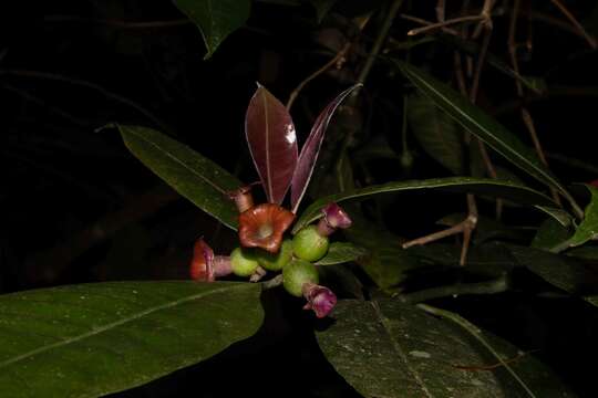 Plancia ëd Psychotria nuda (Cham. & Schltdl.) Wawra