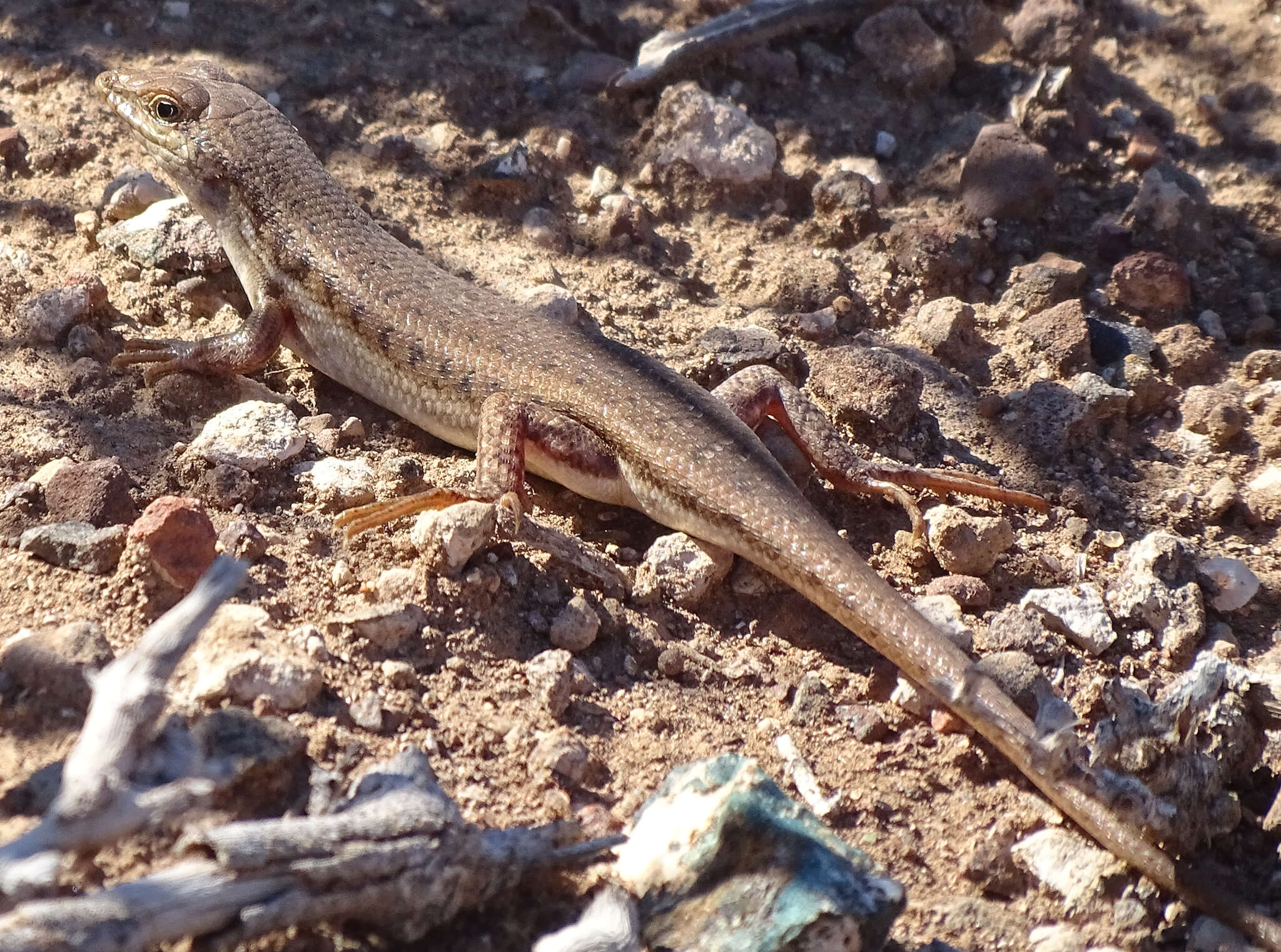 Imagem de Trachylepis acutilabris (Peters 1862)