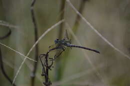 Imagem de Erpetogomphus viperinus Selys 1868