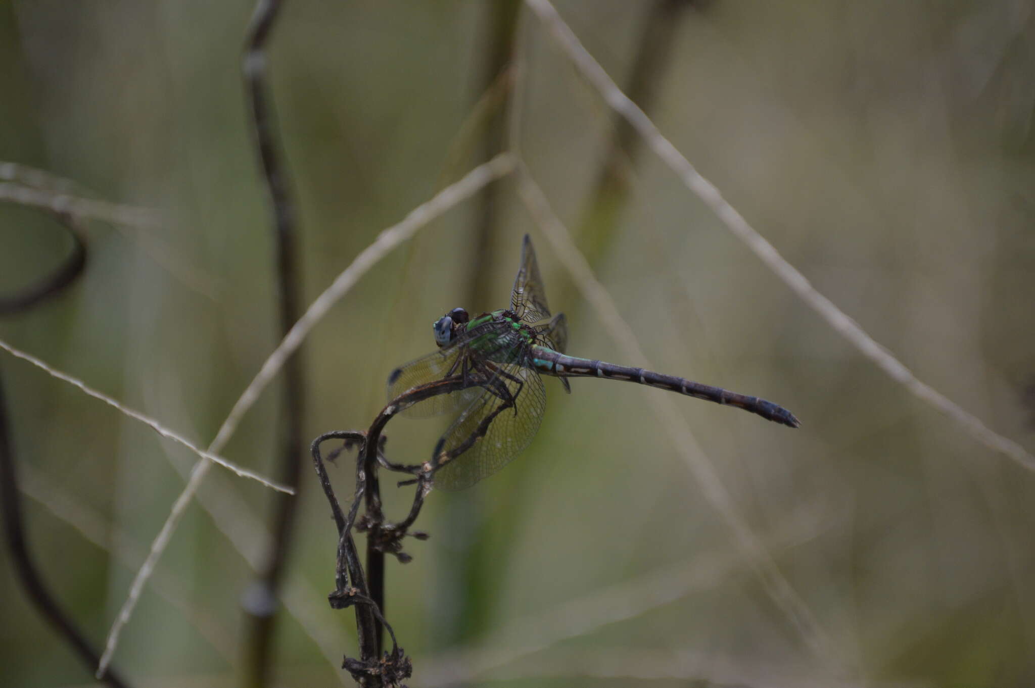 Imagem de Erpetogomphus viperinus Selys 1868