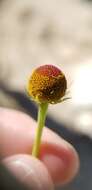 Image of Thurber's Sneezeweed