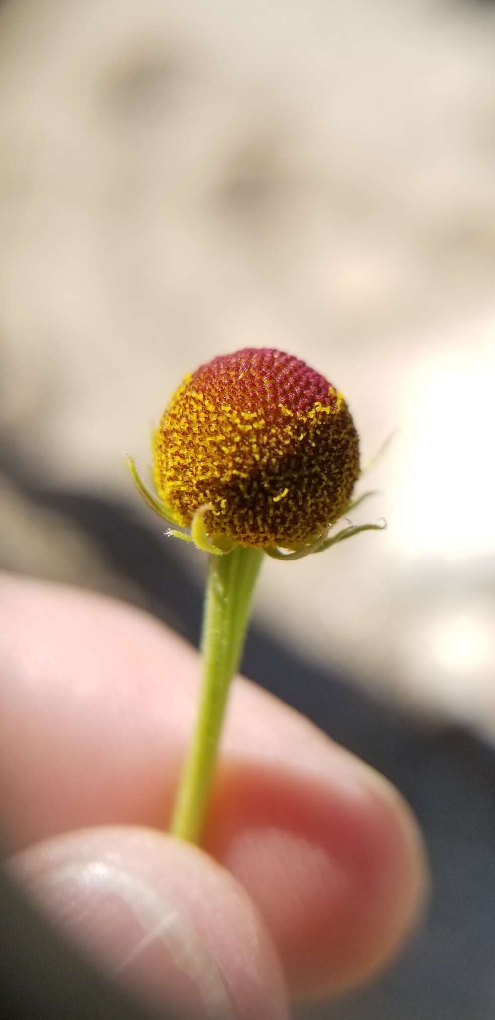 Image of Thurber's Sneezeweed