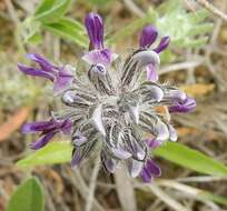 Psoralea hypogaea Torr. & A. Gray resmi