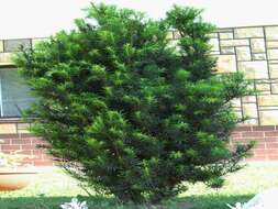 Image of English yew