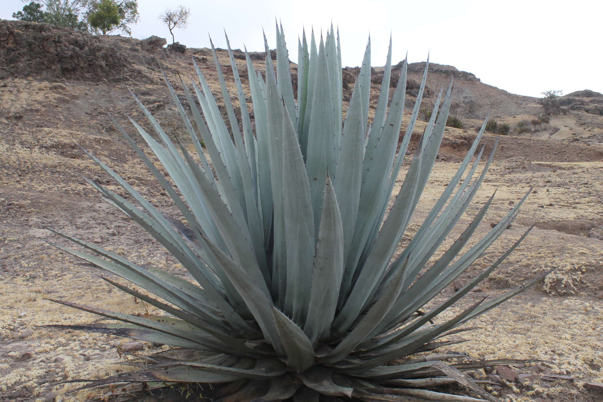 Agave applanata K. Koch resmi