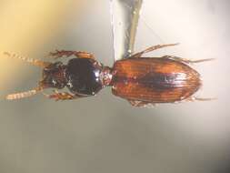 صورة Clivina (Clivina) collaris (Herbst 1784)