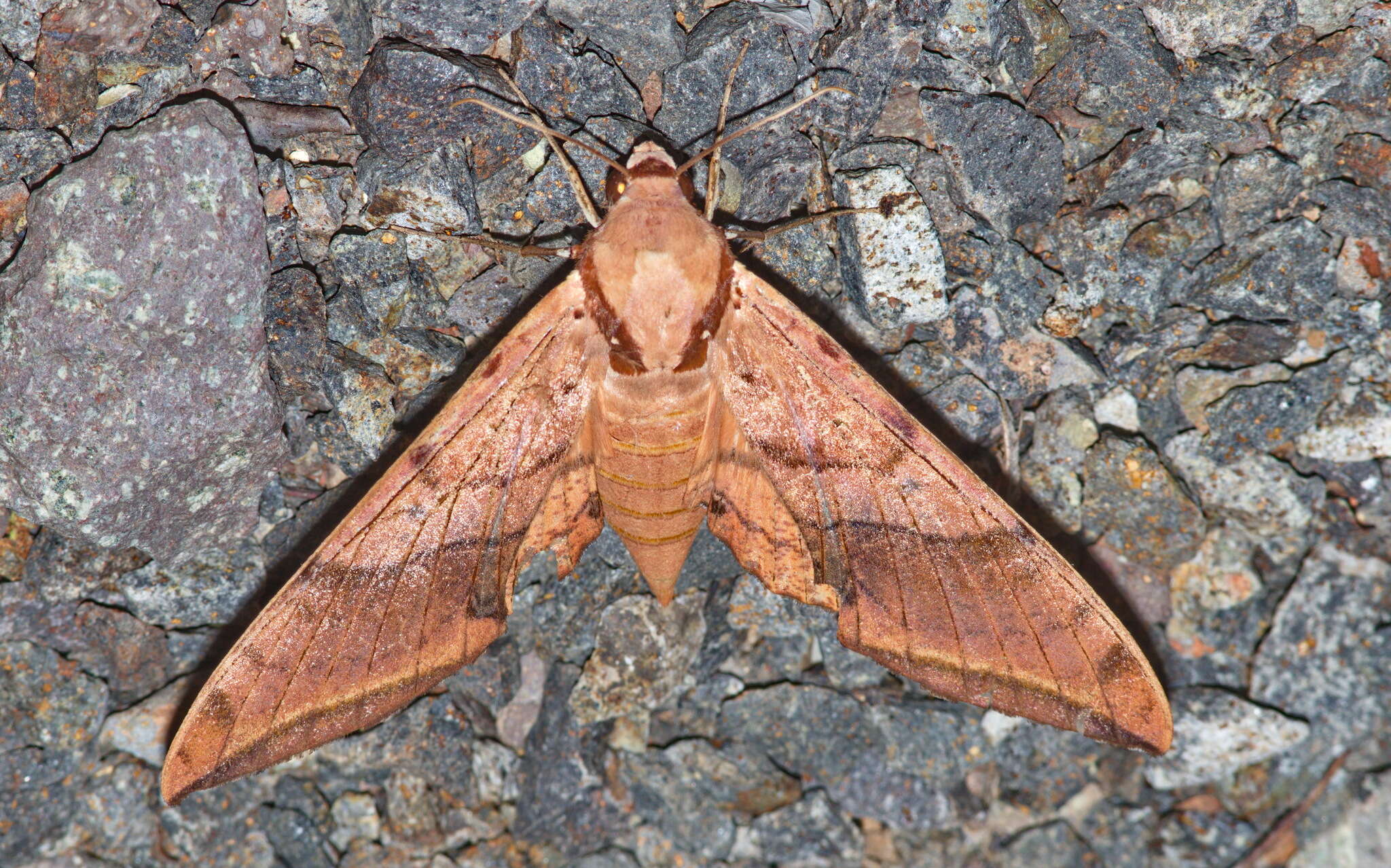 Image of Ambulyx cyclasticta (Joicey & Kaye 1917)