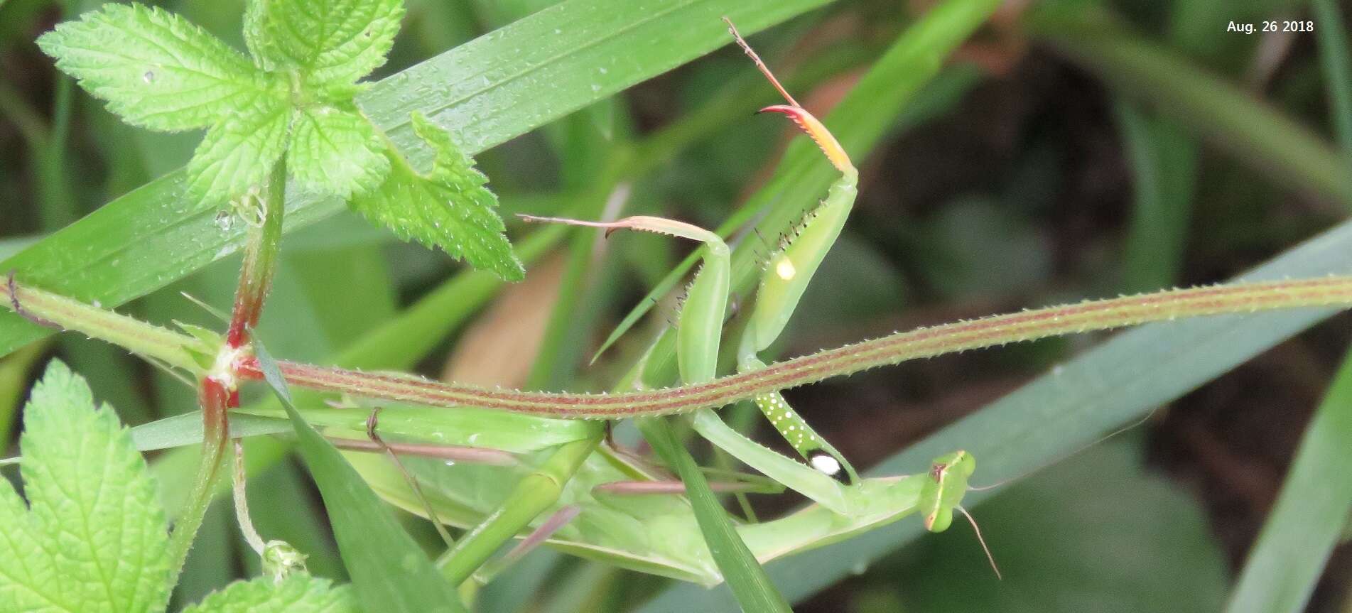 Image of Mantis religiosa sinica Bazyluk 1960