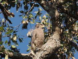 Image of Banded Snake-Eagle