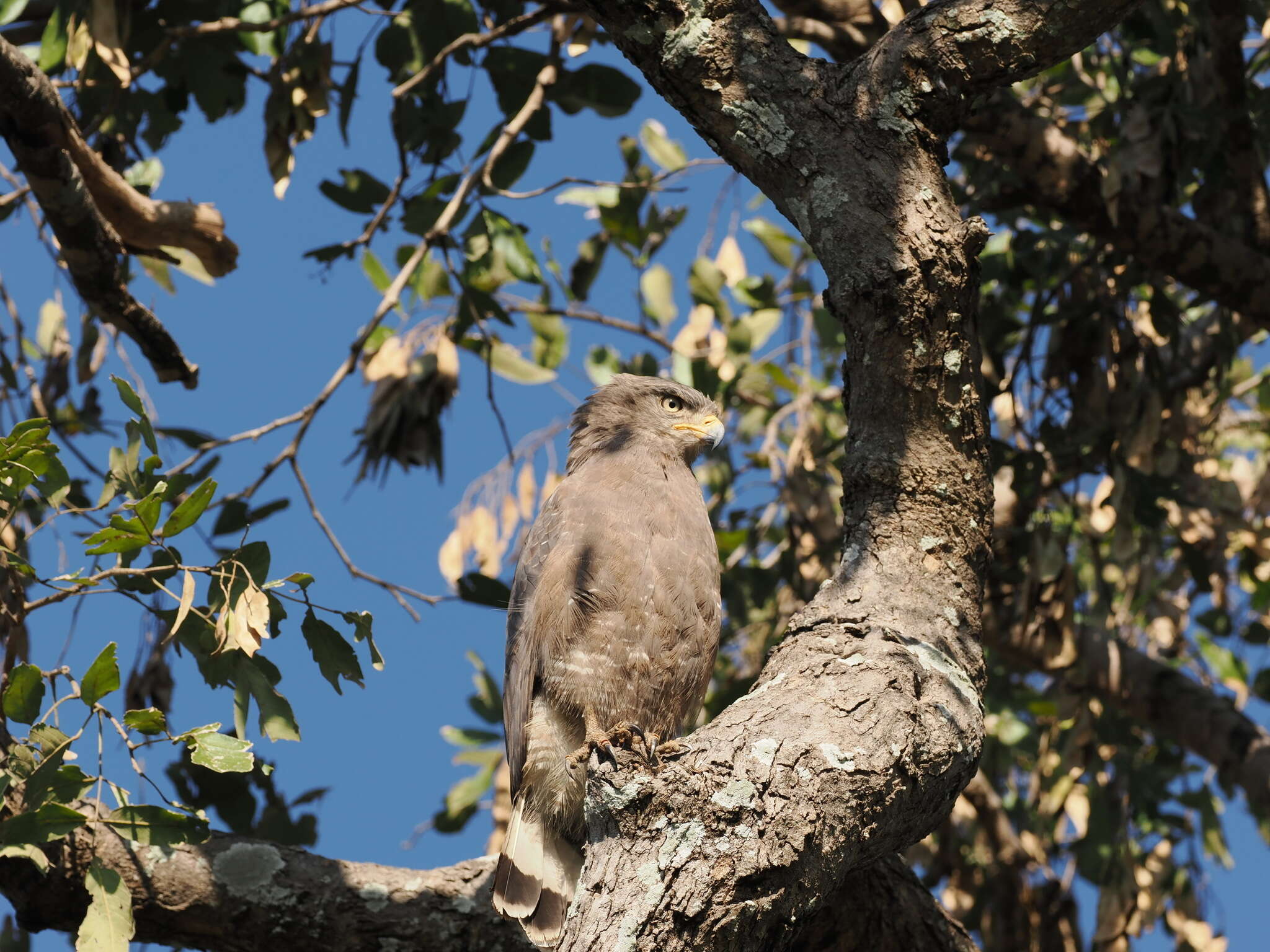 Imagem de Circaetus cinerascens Müller & JW 1851