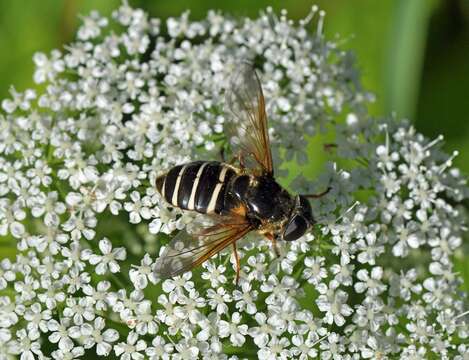 صورة Sericomyia nigra Portschinsky 1873