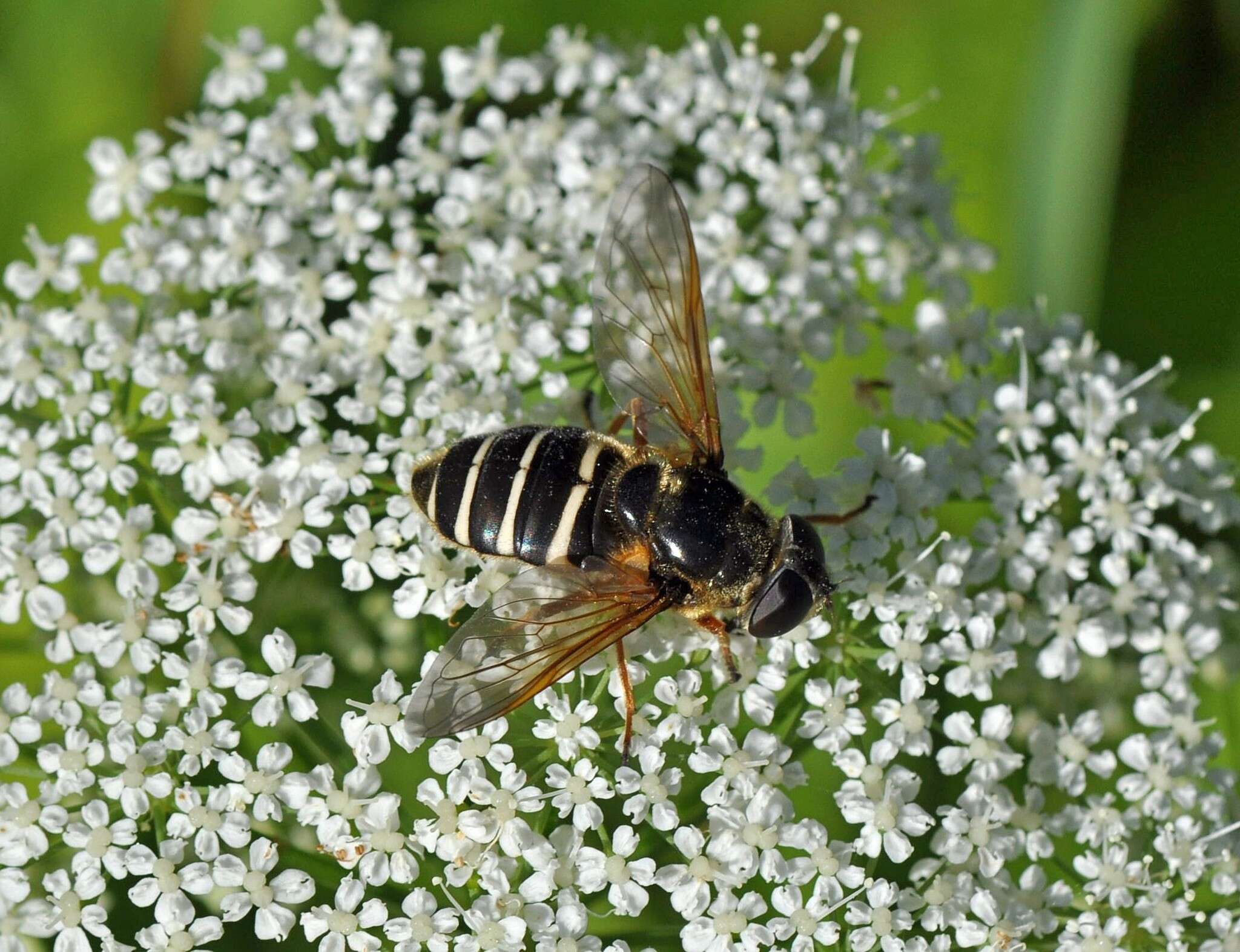 صورة Sericomyia nigra Portschinsky 1873