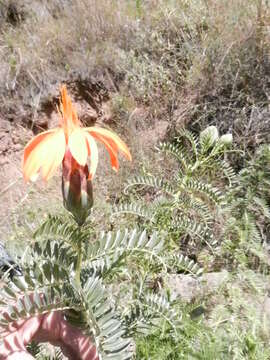 Image of Mutisia acuminata Ruiz & Pav.