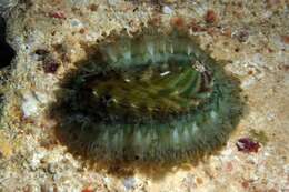 Image of Ass's ear abalone