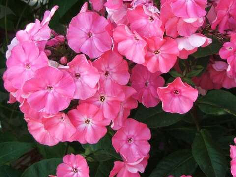 Image of fall phlox