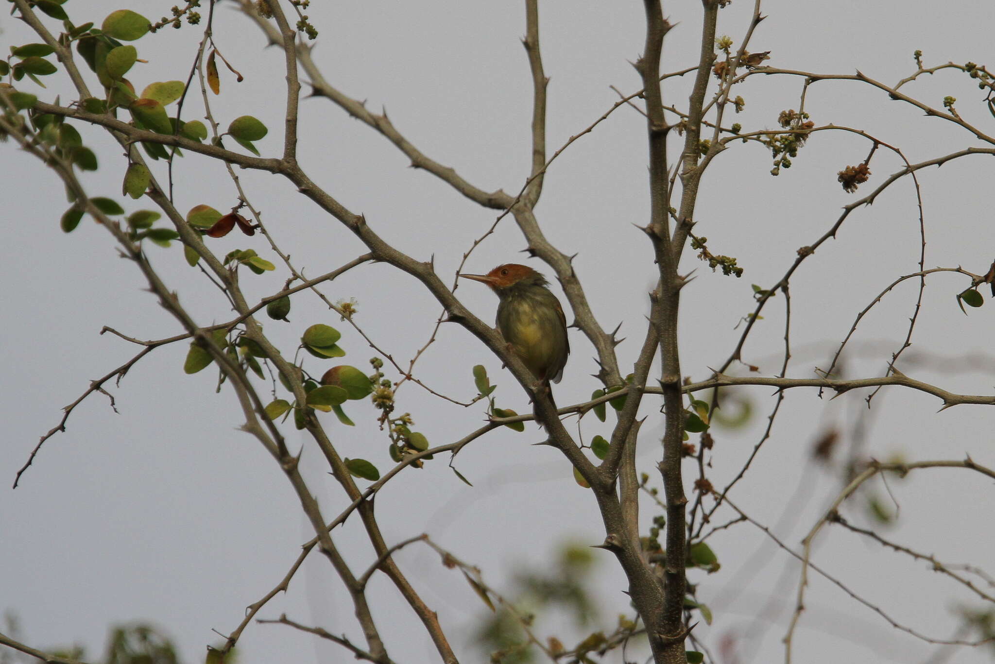 Image of Olive-backed Tailorbird