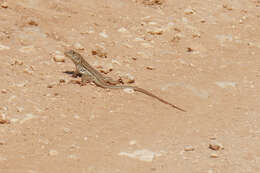 Image of Schreiber's Fringe-fingered Lizard