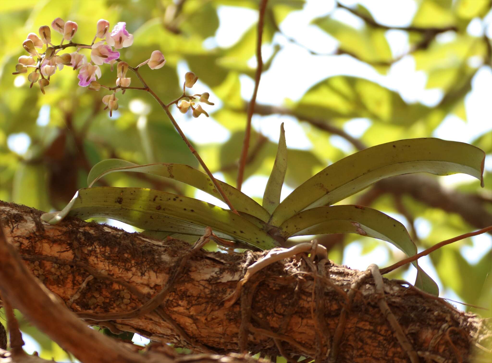 Image of Aerides crispa Lindl.