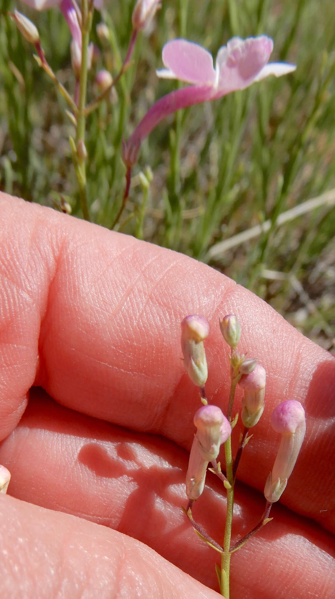 Image of gilia beardtongue