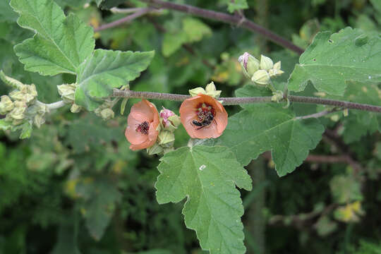 Image of Latin globemallow