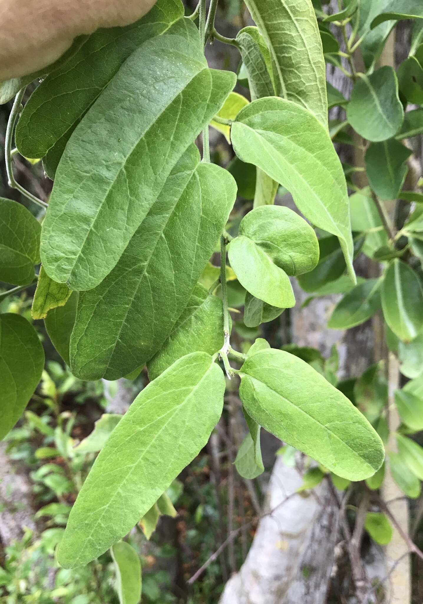 Image of whiteflower passionflower