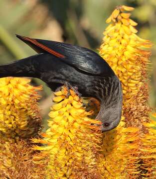 Image of Red-winged Starling