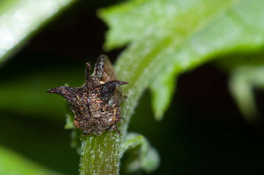 Image of Acanthuchus trispinifer Fairmaire