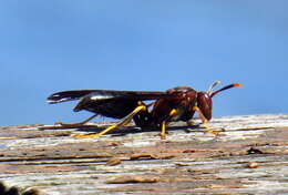 Image of Polistes annularis (Linnaeus 1763)