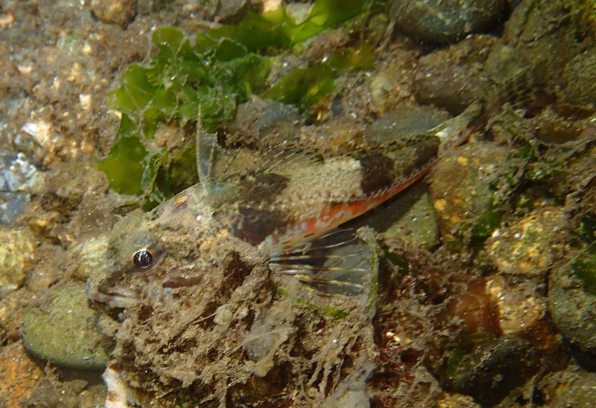 Image of Chitonotus