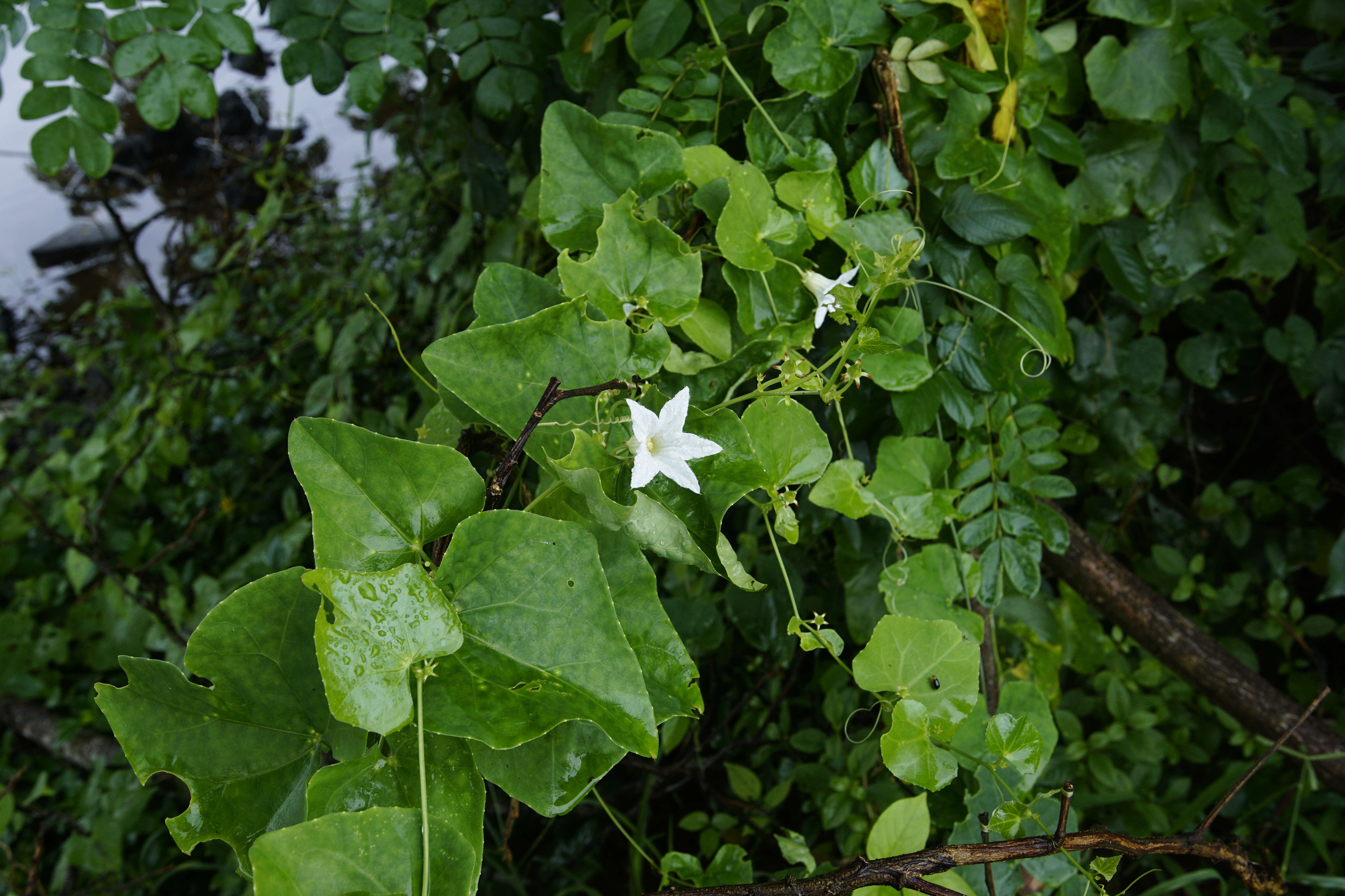 Image of ivy gourd