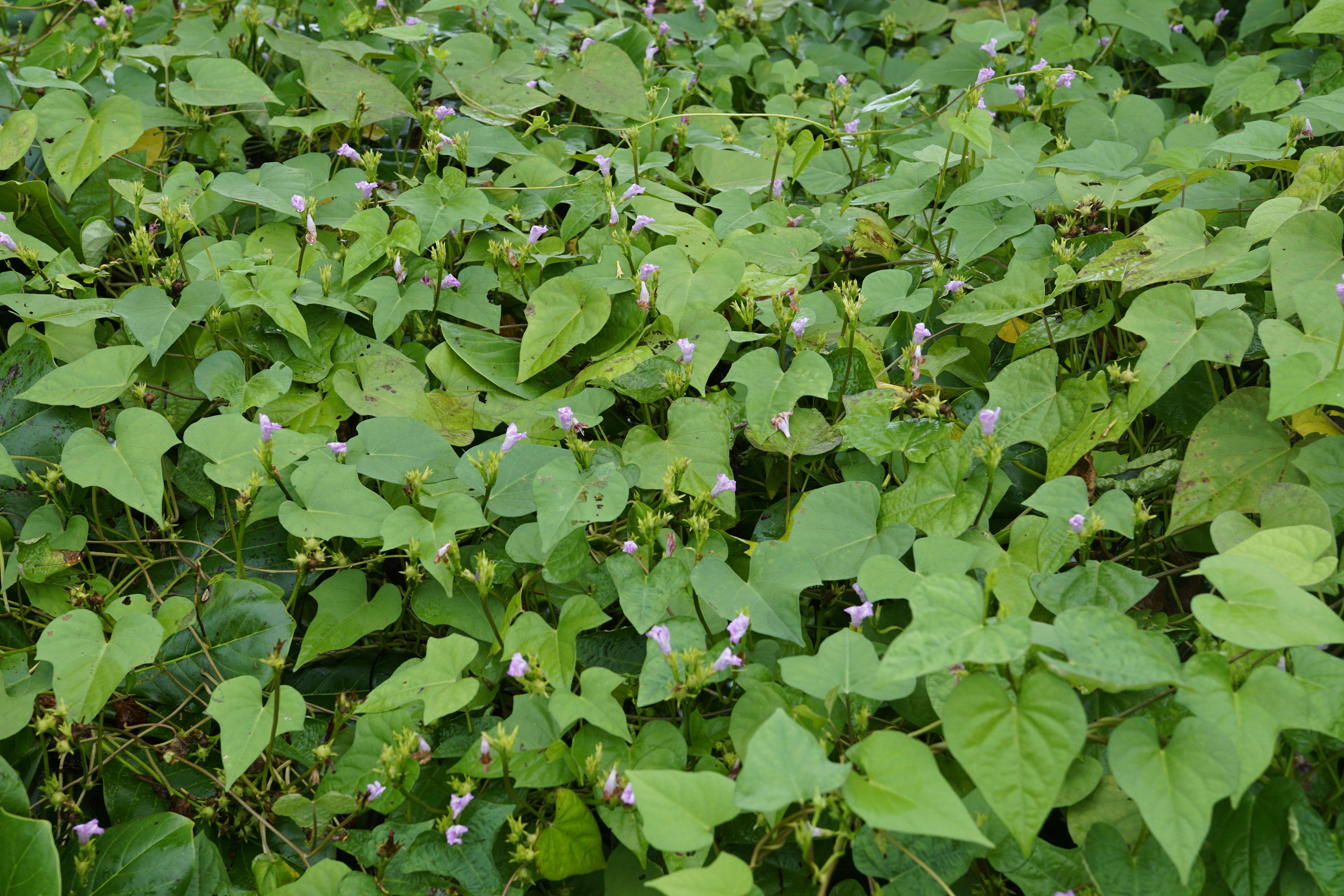 Plancia ëd Ipomoea triloba L.