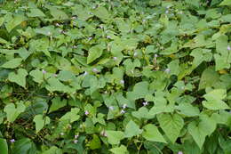 Plancia ëd Ipomoea triloba L.