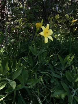 Image of lemon day-lily