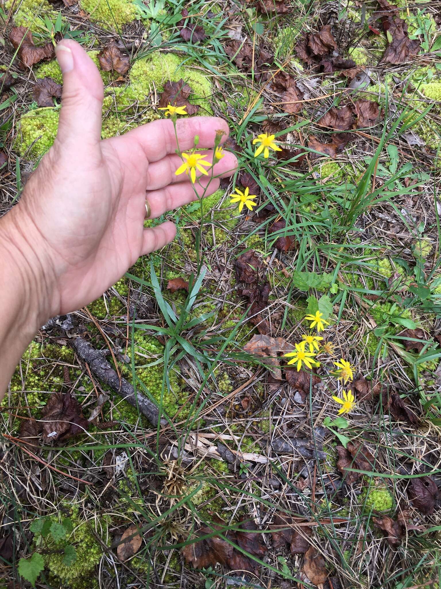 Pityopsis aspera var. adenolepis (Fern.) J. C. Semple & F. D. Bowers resmi