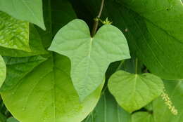 Plancia ëd Ipomoea triloba L.