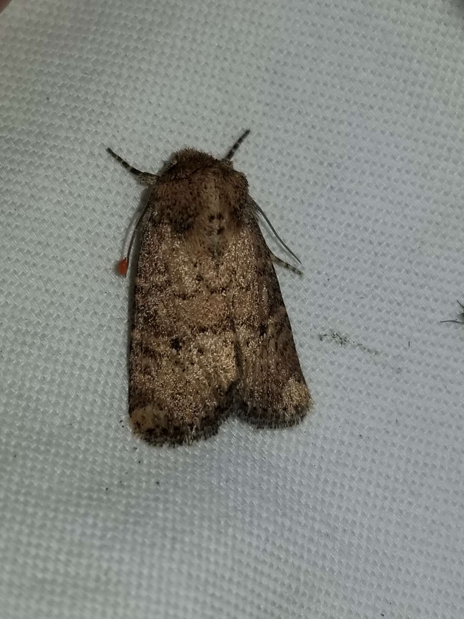 Image of Northern Scurfy Quaker Moth