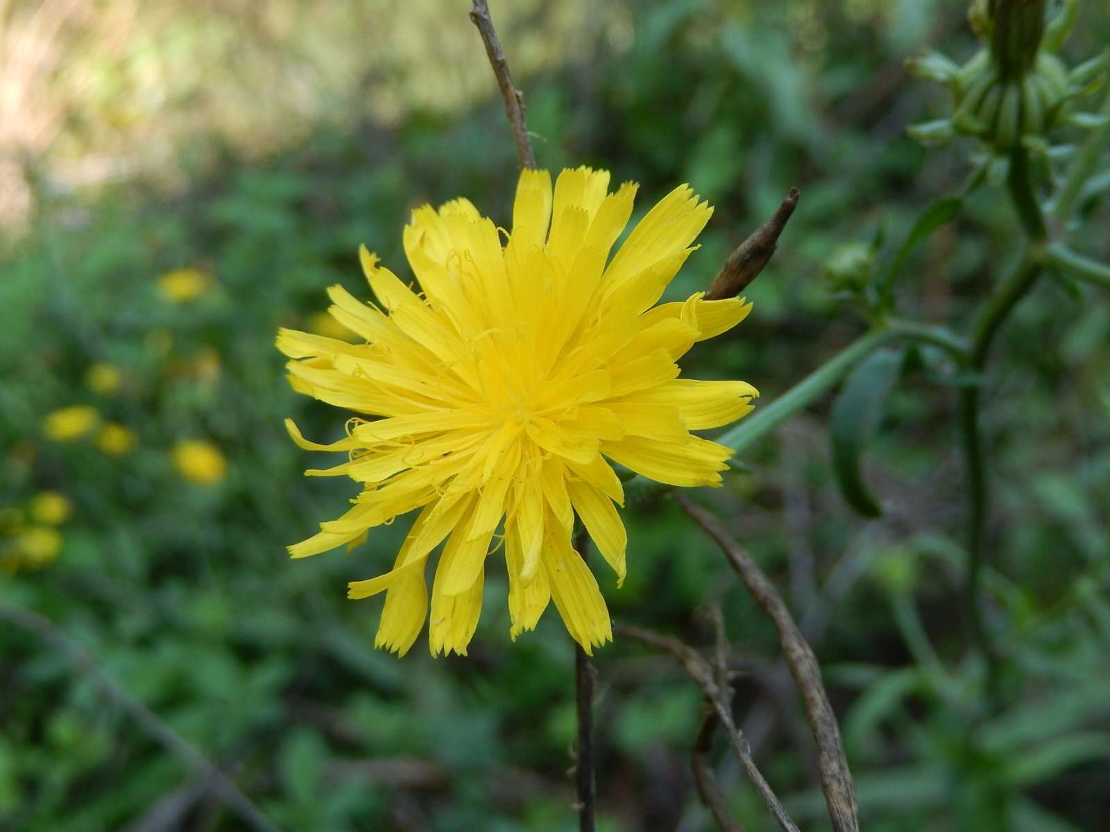 Image of hawkweed oxtongue